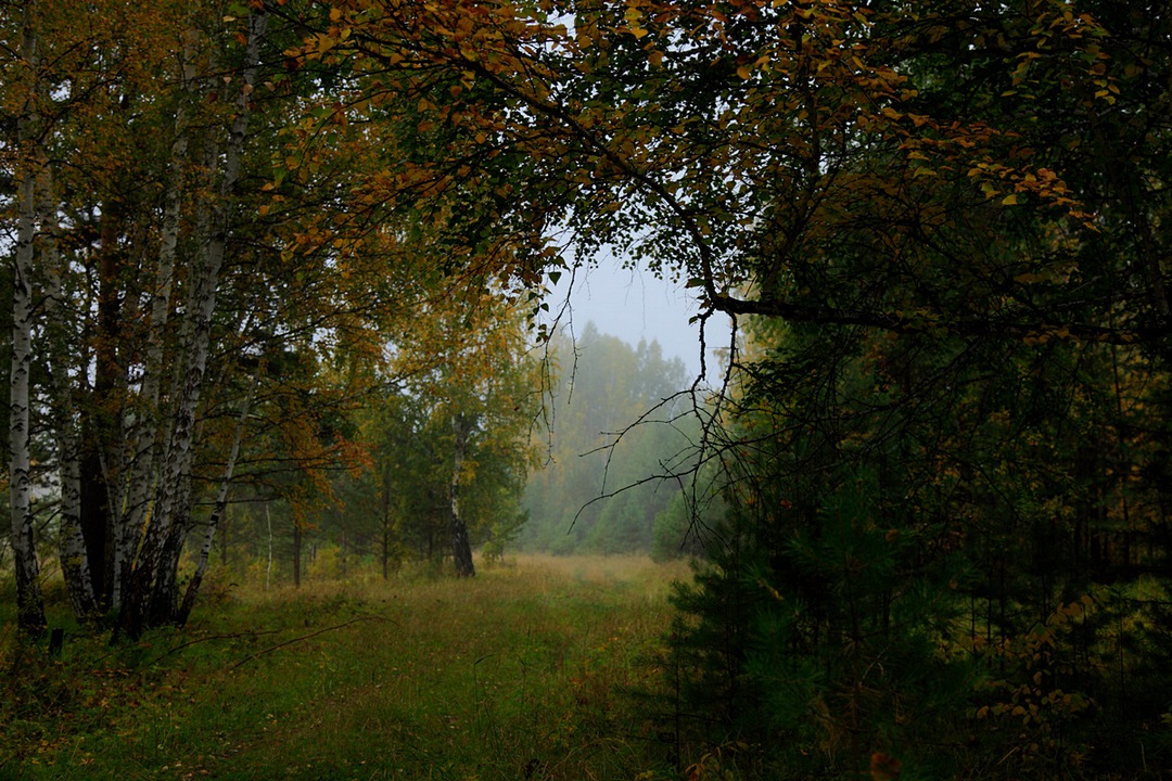 фото "В туманную осень" метки: пейзаж, 