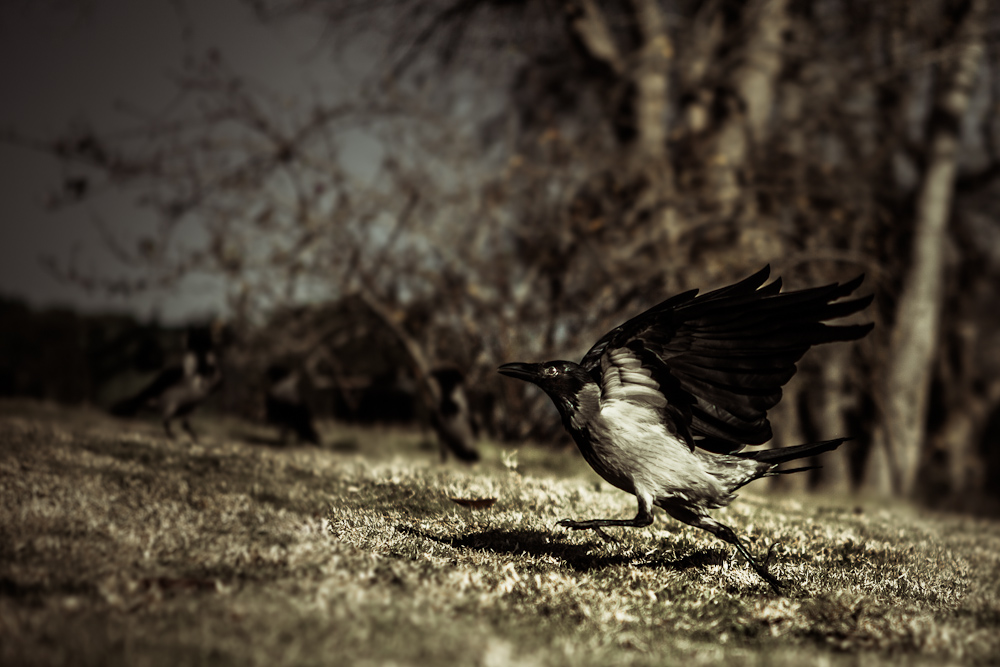 photo "***" tags: nature, landscape, autumn, field, wild animals