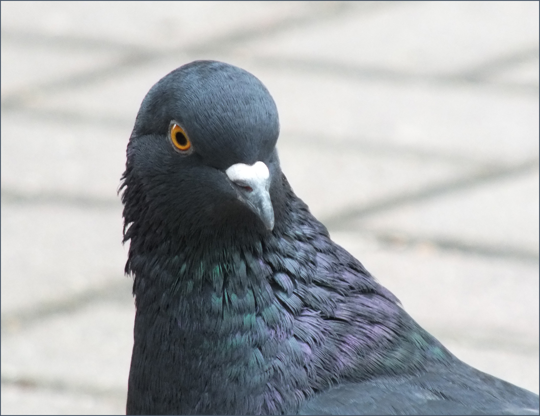 photo "Portrait of a pigeon" tags: nature, portrait, bird, голубка, голубь