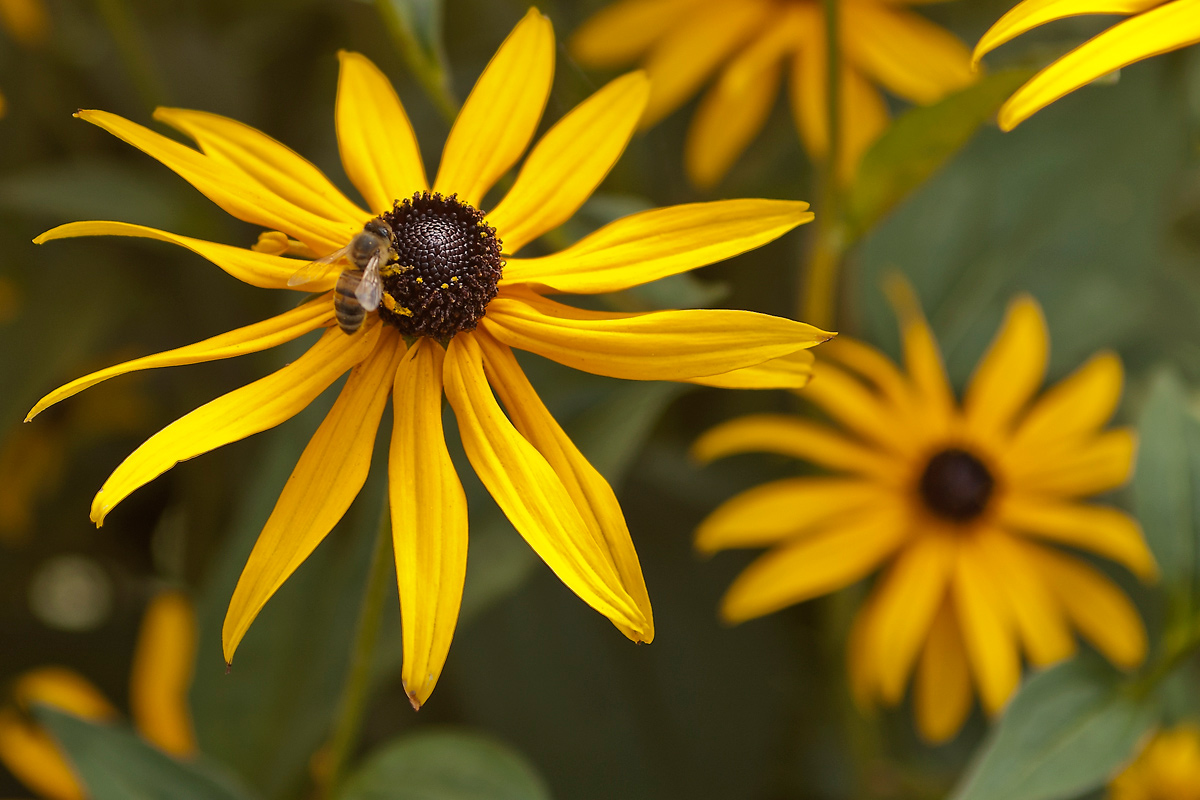 photo "***" tags: nature, macro and close-up, flowers, insect