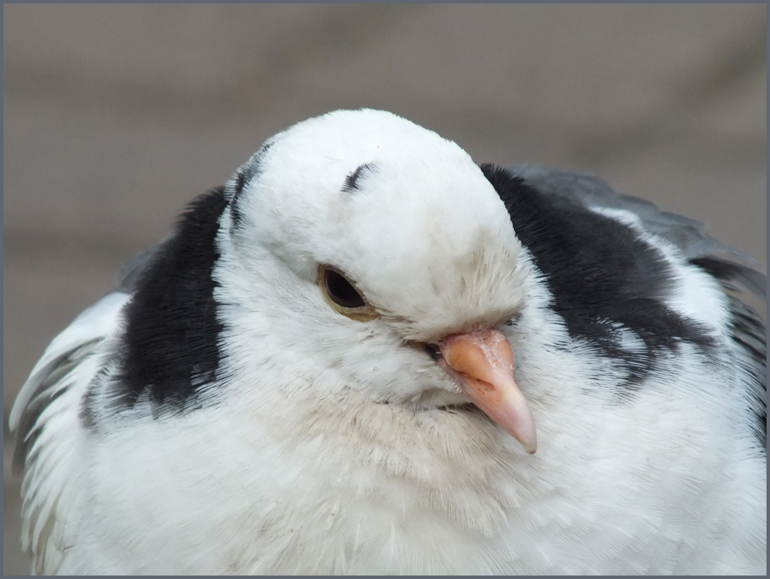 photo "Portrait of an old pigeon" tags: , bird, голубь, старик