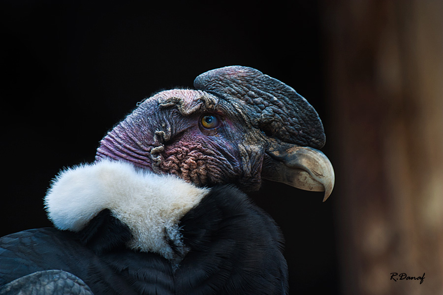 photo "Condor" tags: nature, Africa, wild animals