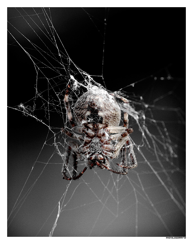 photo "web Creator" tags: macro and close-up, spider, web, паук, паутина