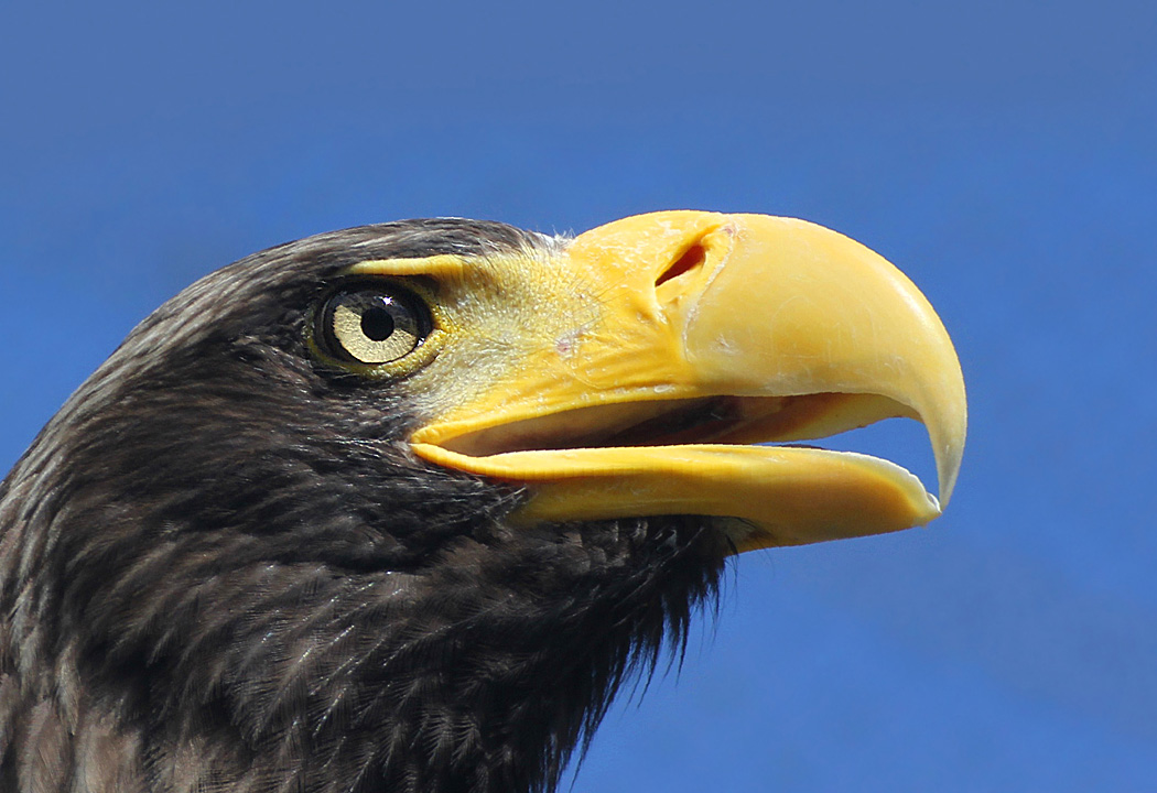 photo "***" tags: nature, portrait, wild animals