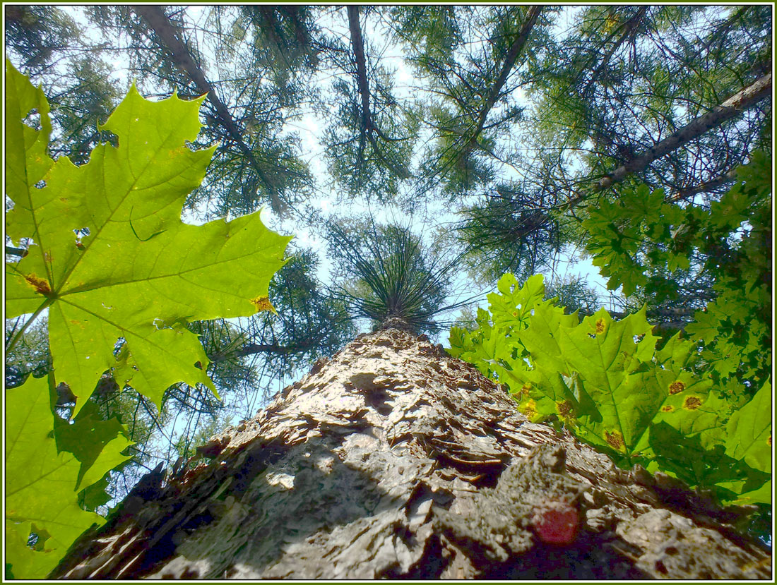 photo "Sight of a squirrel" tags: nature, forest, look, squirrel, tree