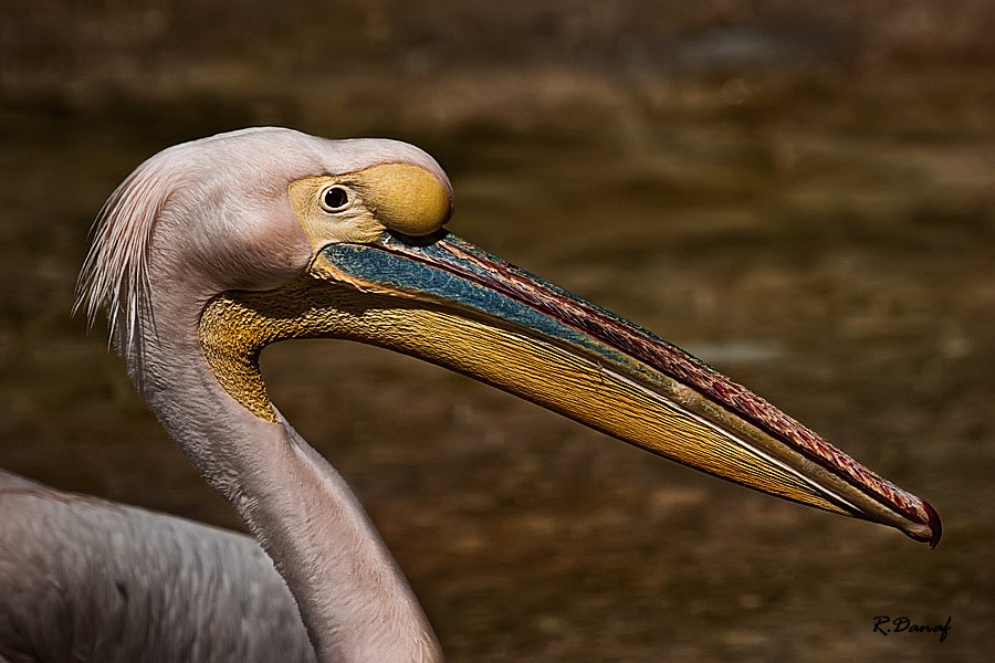 photo "Pelican" tags: nature, 