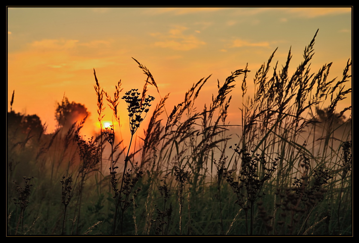 photo "***" tags: landscape, lake, meadow, morning, summer, туманы