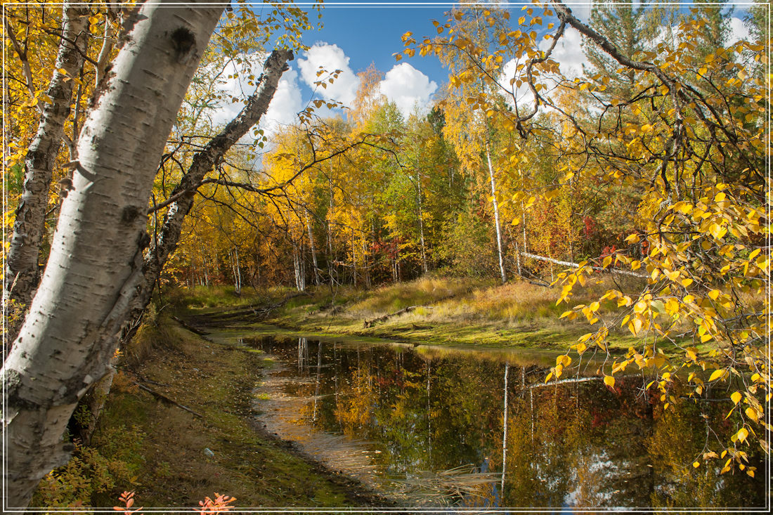 фото "Золотая пора" метки: пейзаж, лес, осень