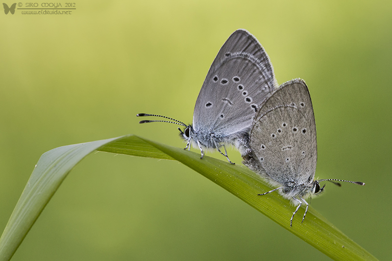 photo "Cupido minimus" tags: macro and close-up, nature, Cupido minimus, butterflies, insect