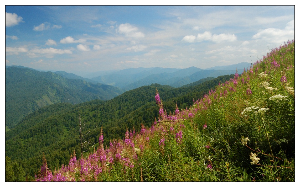 фото "Цветущий Алтай" метки: пейзаж, горы, лето, облака