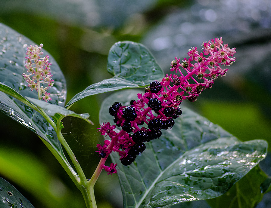 photo "***" tags: nature, autumn, flowers