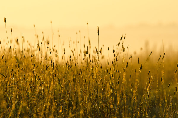 photo "***" tags: landscape, fog, sun, sunrise