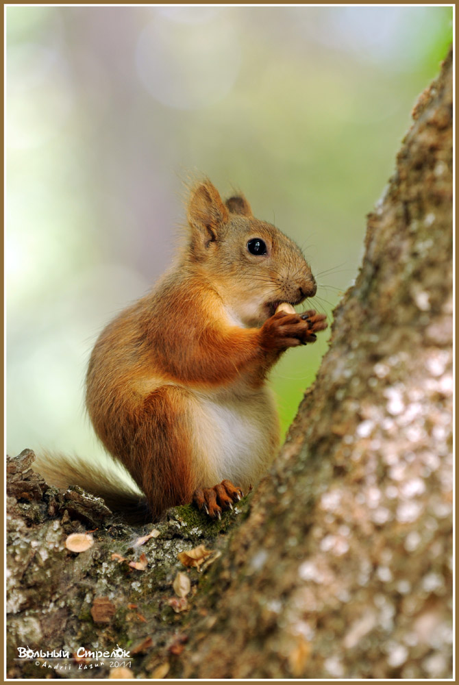 photo "***" tags: nature, squirrel