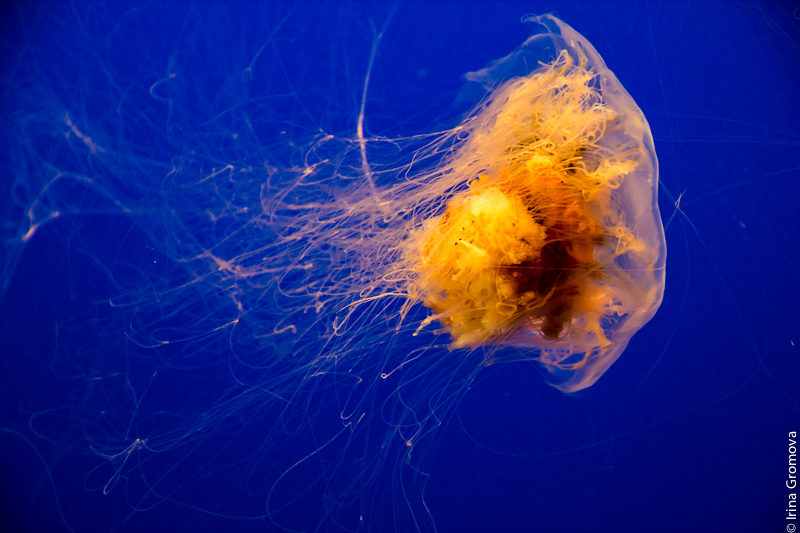 фото "Lion's Mane" метки: подводные, jellyfish