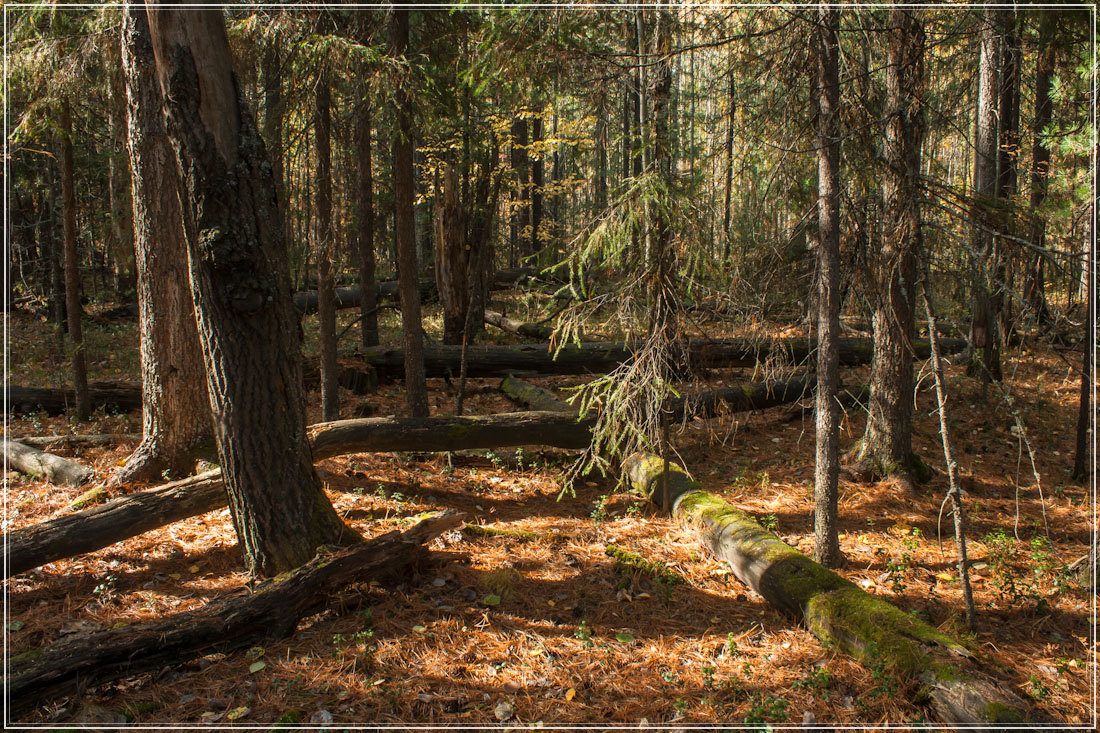 photo "***" tags: landscape, autumn, forest