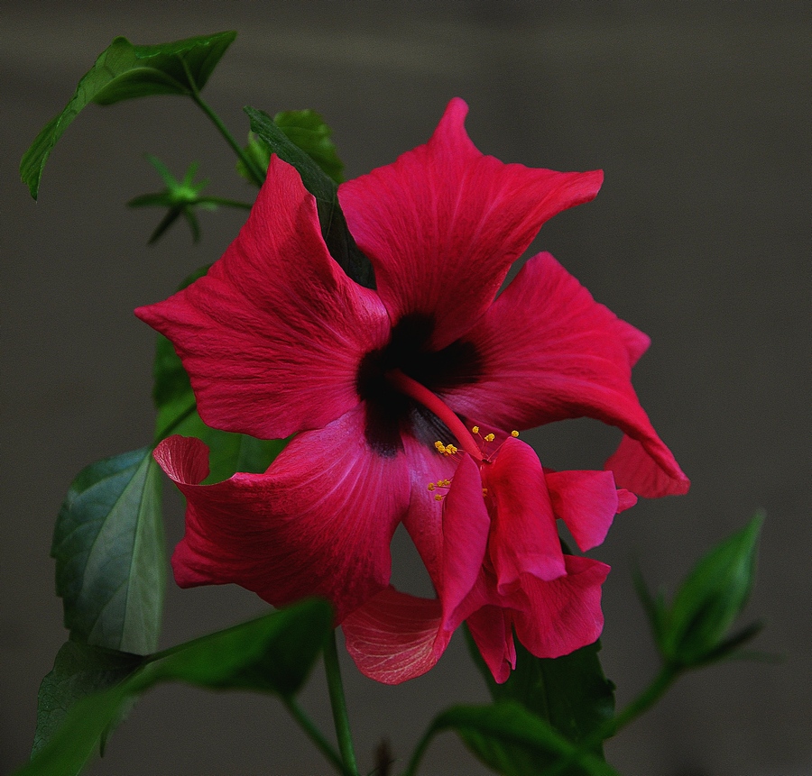 photo "***" tags: nature, flowers