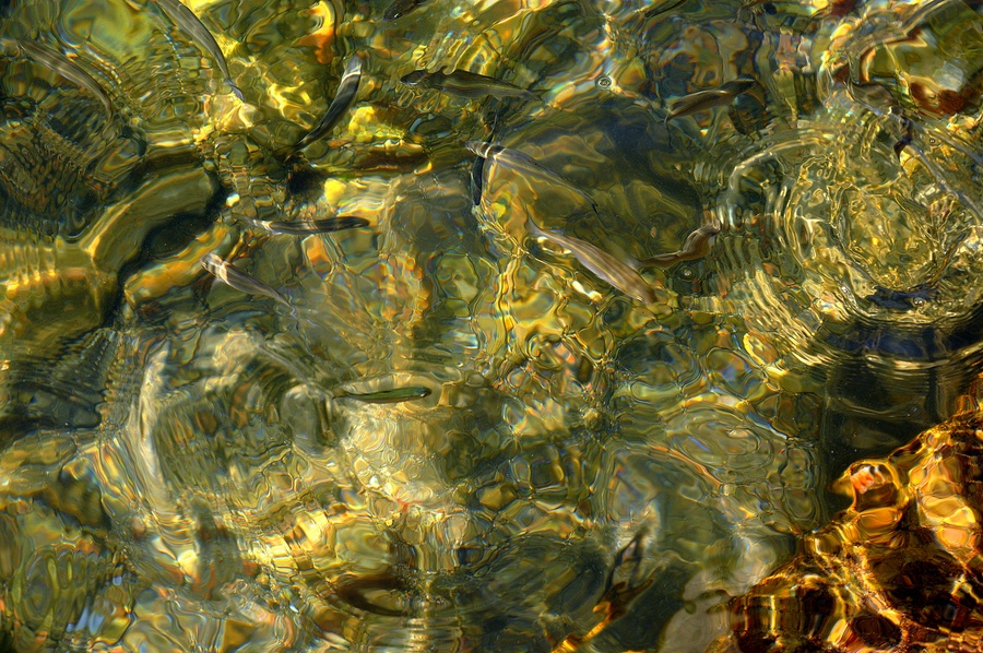 photo "***" tags: abstract, fish, sea, water