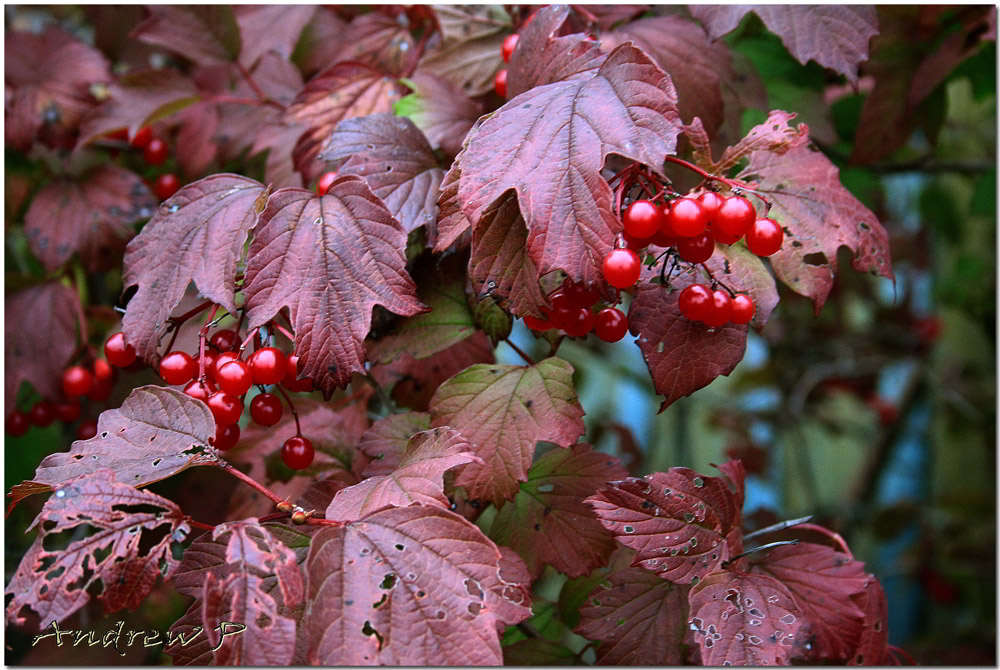 photo "***" tags: nature, genre, 