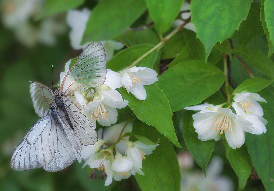 photo "Time of Love ..." tags: nature, 