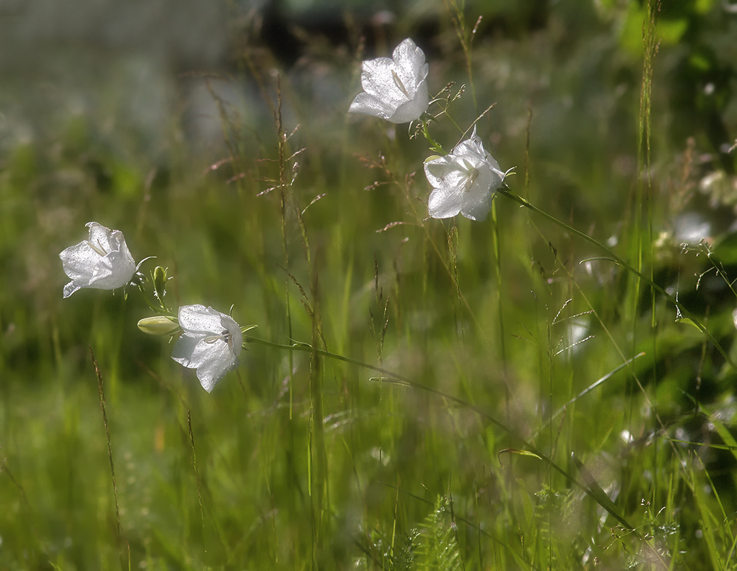 photo "About summer" tags: nature, 