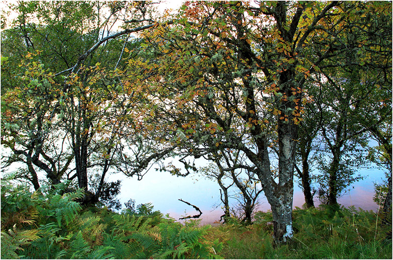 photo "***" tags: , дерева