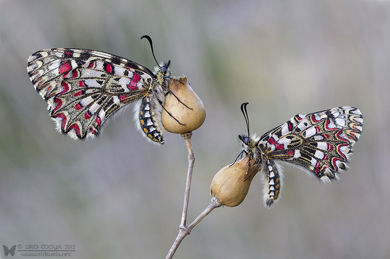 фото "2 Zerynthias" метки: макро и крупный план, природа, Zerynthia rumina, butterflies, дикие животные, насекомое