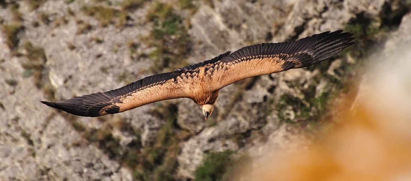 photo "***" tags: nature, flight, mountains, wild animals, wings, Сип, размах