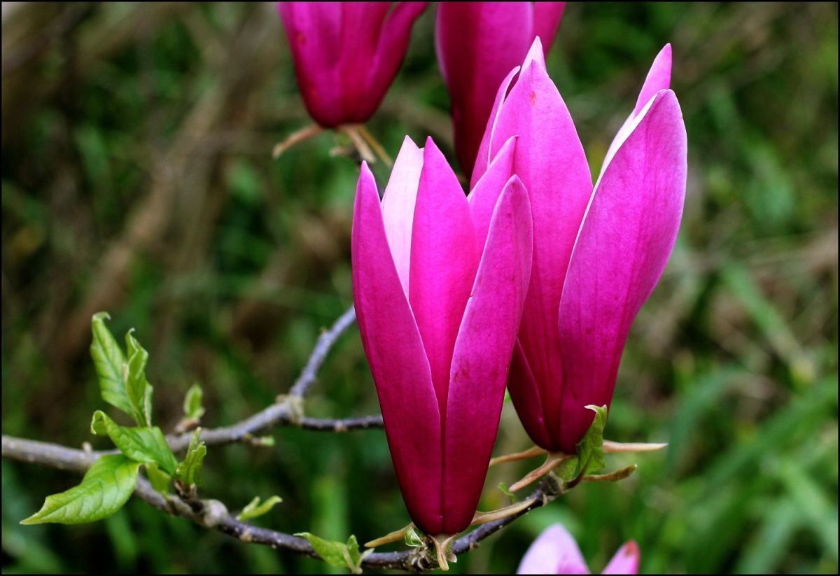 photo "Magnolia." tags: nature, flowers, spring
