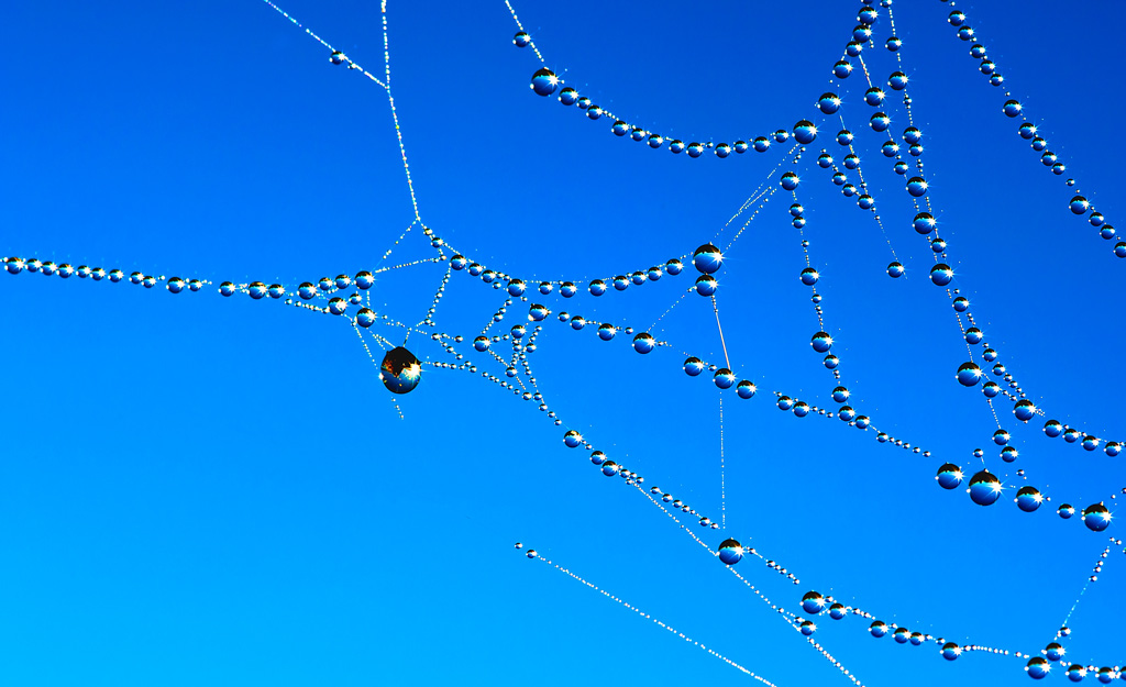 photo "Liquid pearls" tags: macro and close-up, nature, 