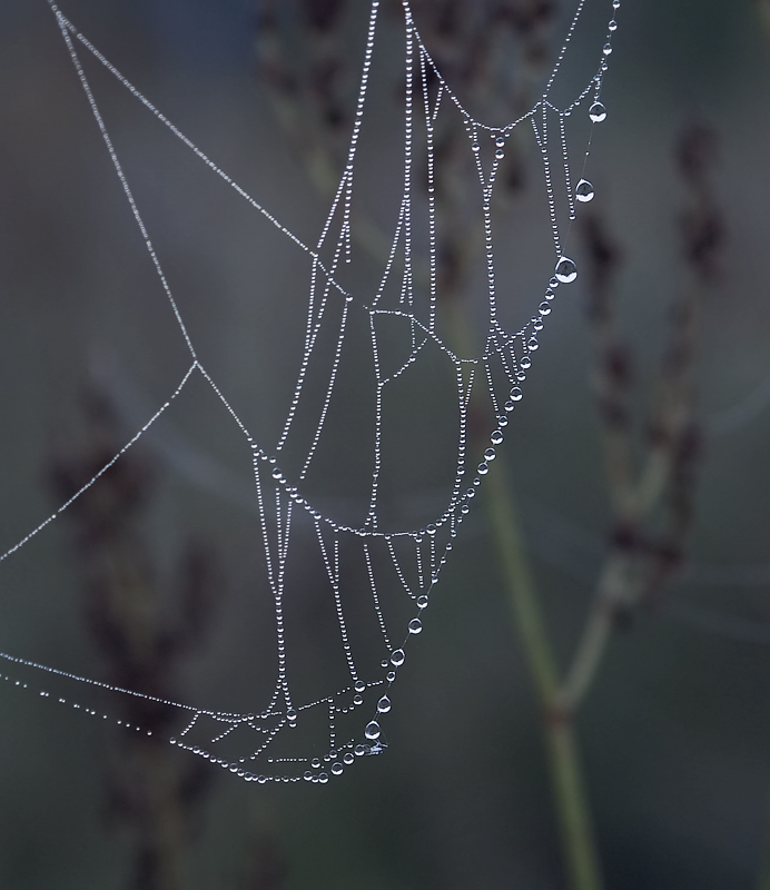 photo "The parting" tags: nature, macro and close-up, morning, summer