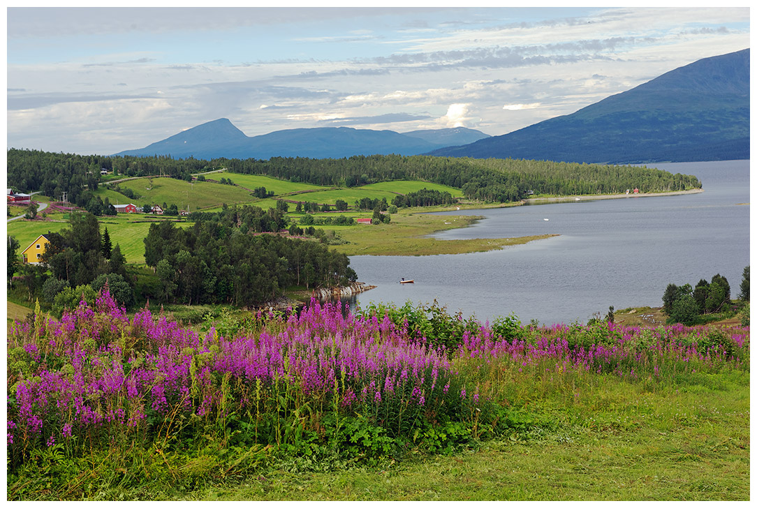 photo "In the north, not wild" tags: landscape, travel, Europe, field, flowers, meadow, mountains, summer, water