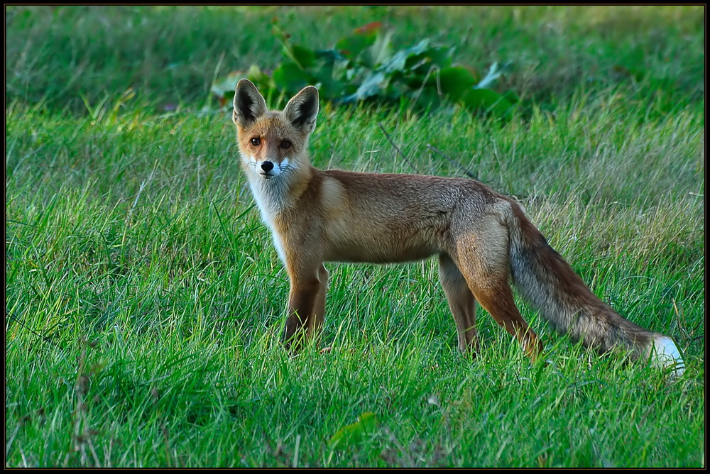 photo "***" tags: nature, autumn, evening, meadow, september, village, wild animals