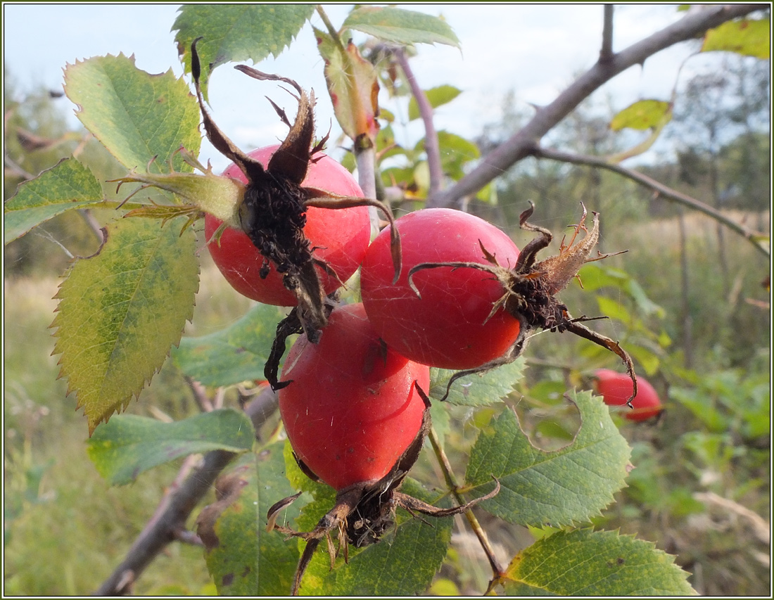 photo "Last fruits of sad autumn..." tags: , autumn, грусть, плоды, шиповник