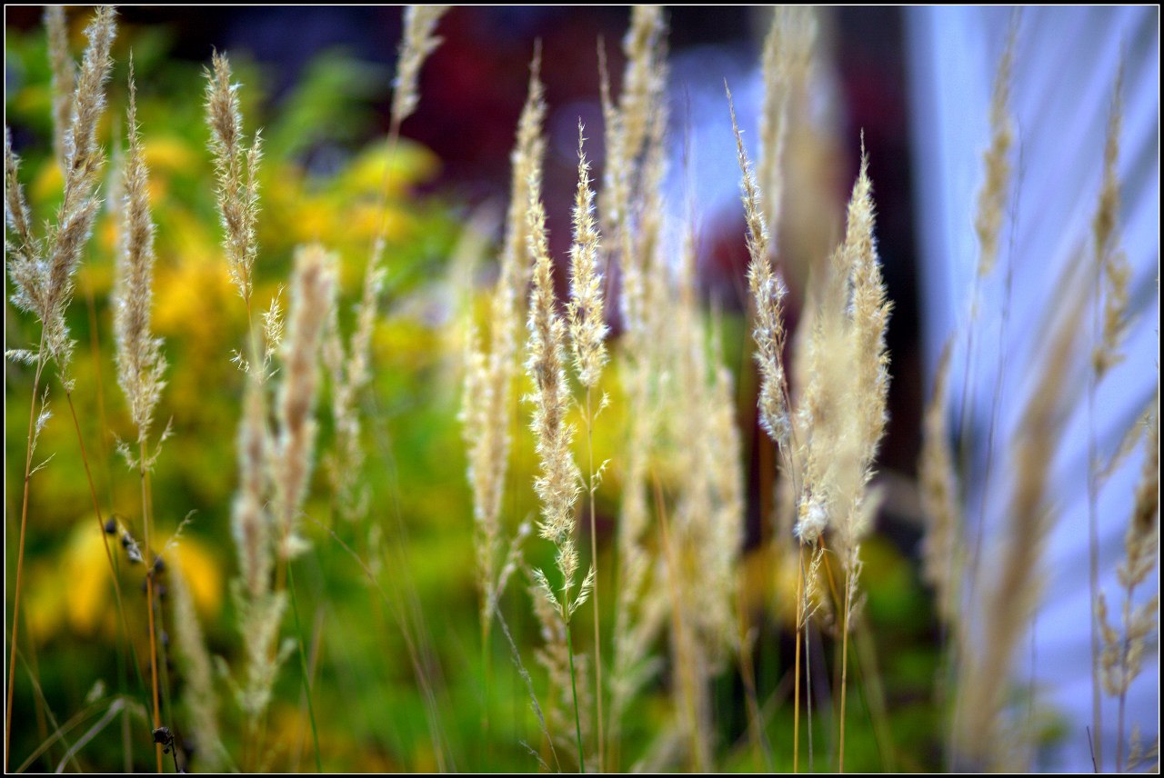 фото "трава" метки: пейзаж, 