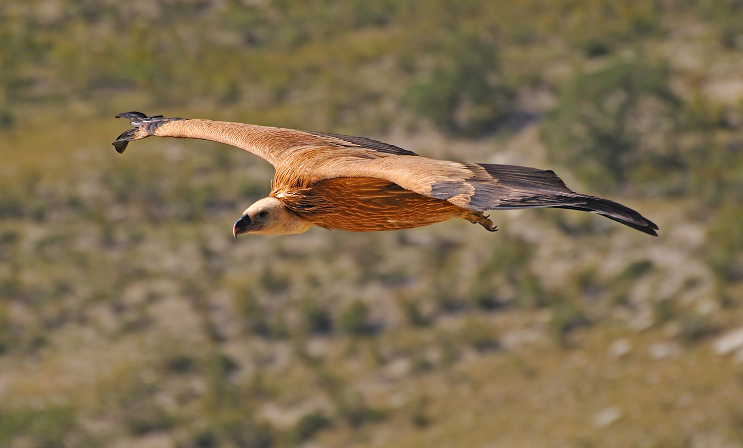 photo "***" tags: nature, flight, wild animals, wings, Сип, размах