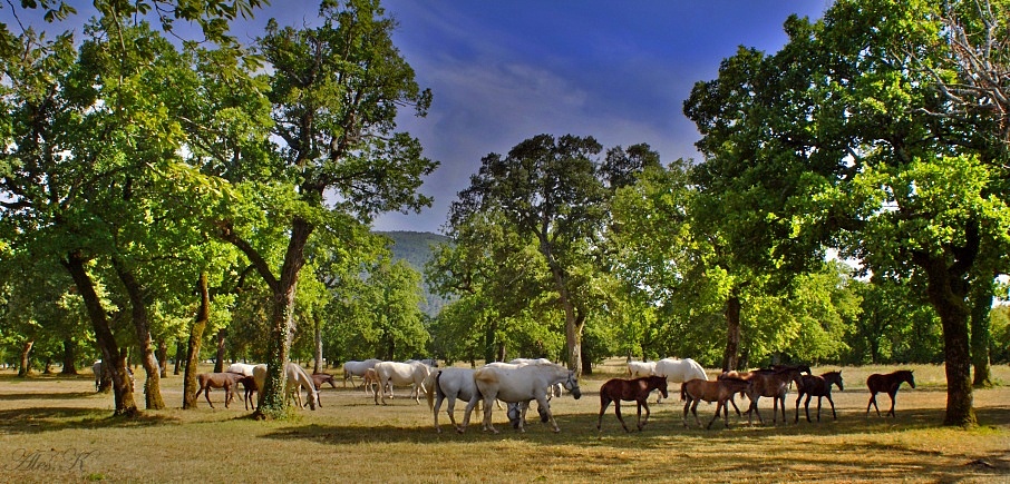 photo "Lipica" tags: landscape, travel, 