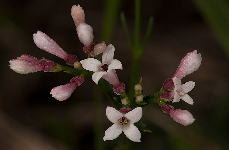 photo "Asperula cynanchica" tags: nature, Asperula cynanchica