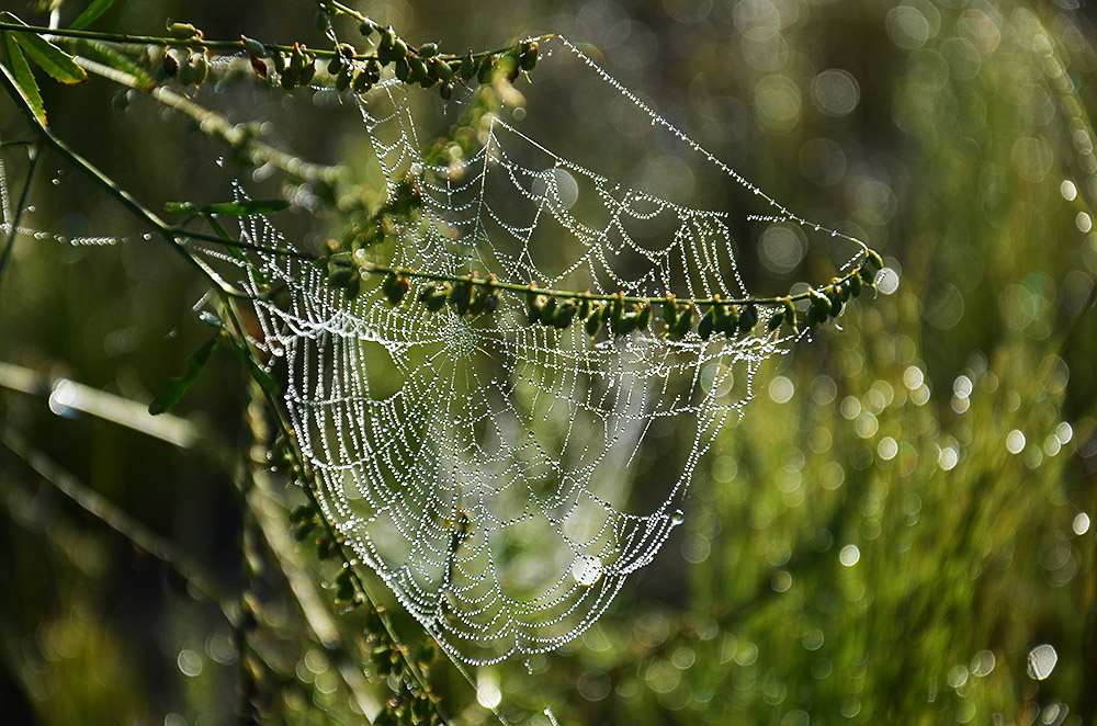 photo "***" tags: nature, 