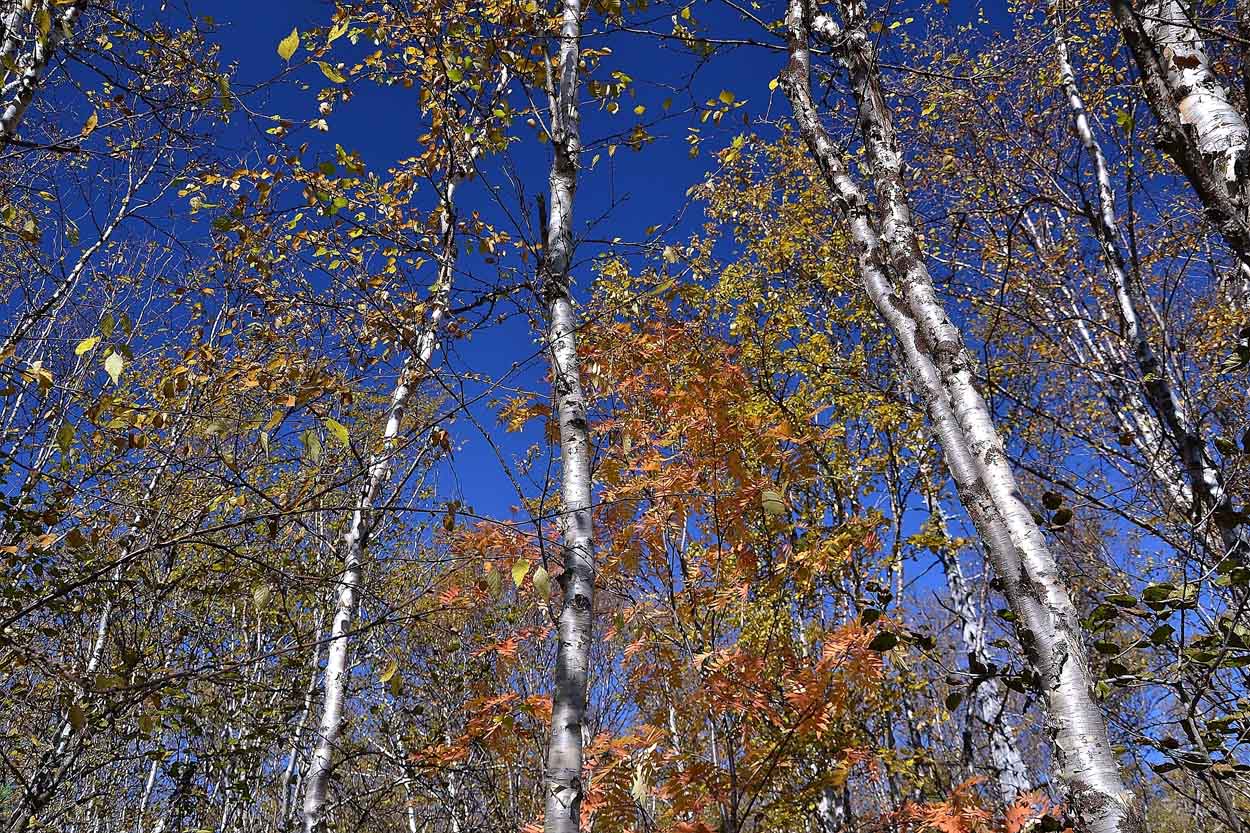 photo "***" tags: landscape, autumn, forest, sky