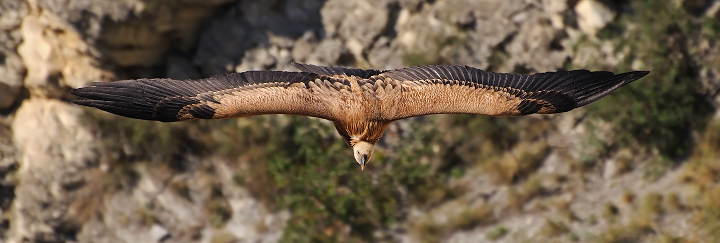 photo "***" tags: nature, flight, wild animals, wings, Сип, размах