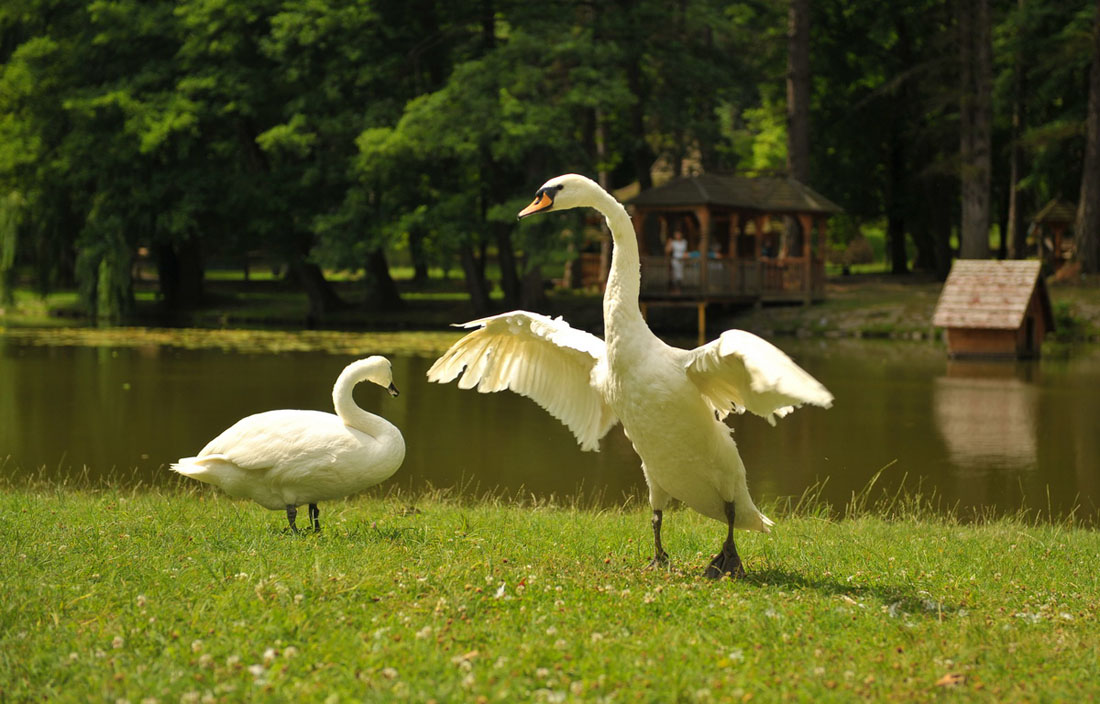 photo "Invitation to the dance ..." tags: nature, bird, лебеди, танец