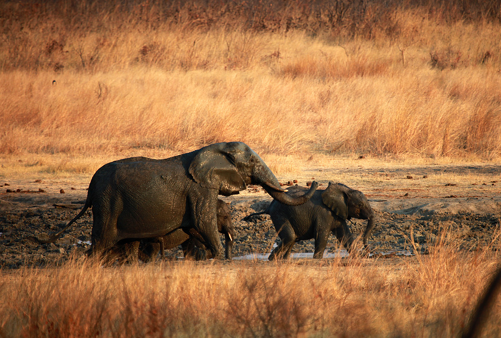 photo "***" tags: nature, travel, Africa, wild animals