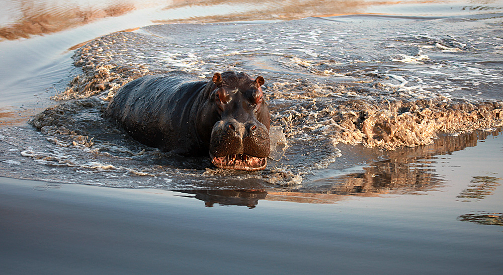 фото "Hippo in attack." метки: природа, путешествия, Африка, дикие животные