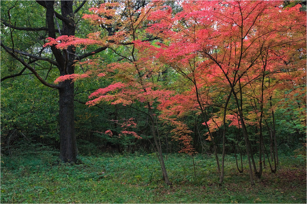 photo "***" tags: landscape, autumn