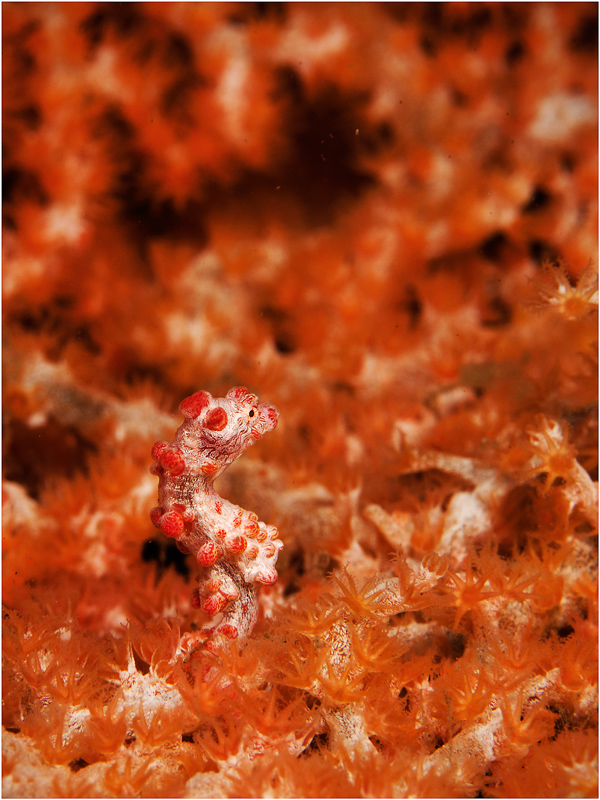 фото "Пигмейский конек" метки: подводные, макро и крупный план, Indonesia, Lembeh Strait, diving, pygmy seahorse