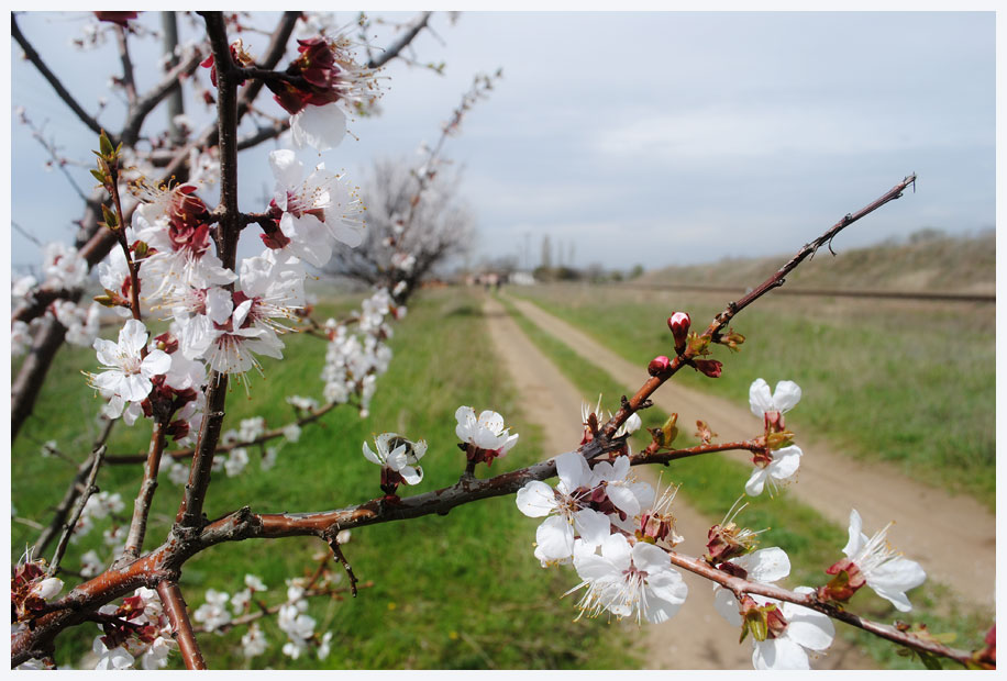 photo "Spring recollection" tags: nature, 