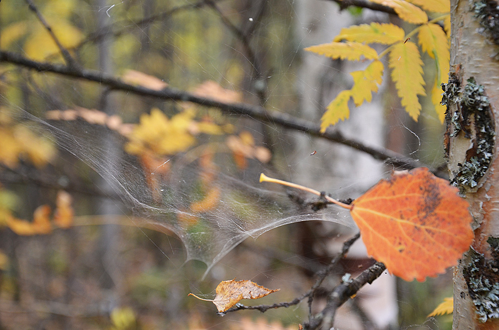 photo "***" tags: nature, 