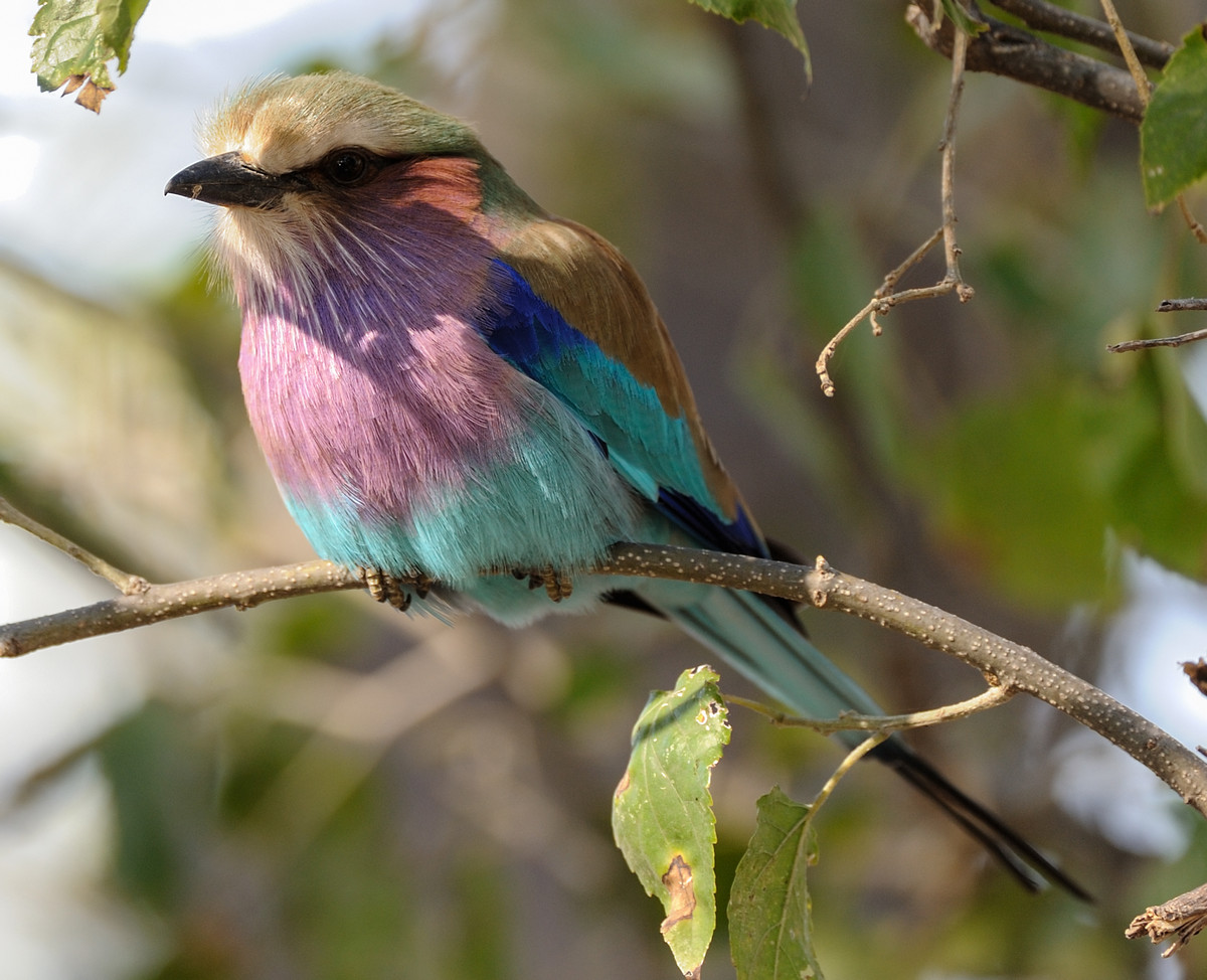 photo "a diamond" tags: nature, Africa, wild animals