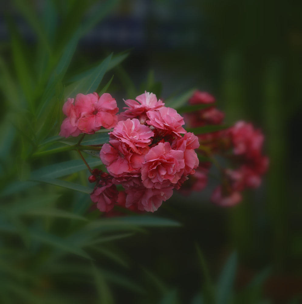 фото "***" метки: природа, 
