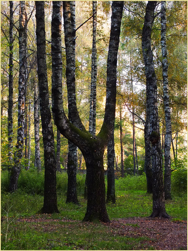 фото "Лесная сцена" метки: пейзаж, природа, березы, вечер, дерево, лес, осень